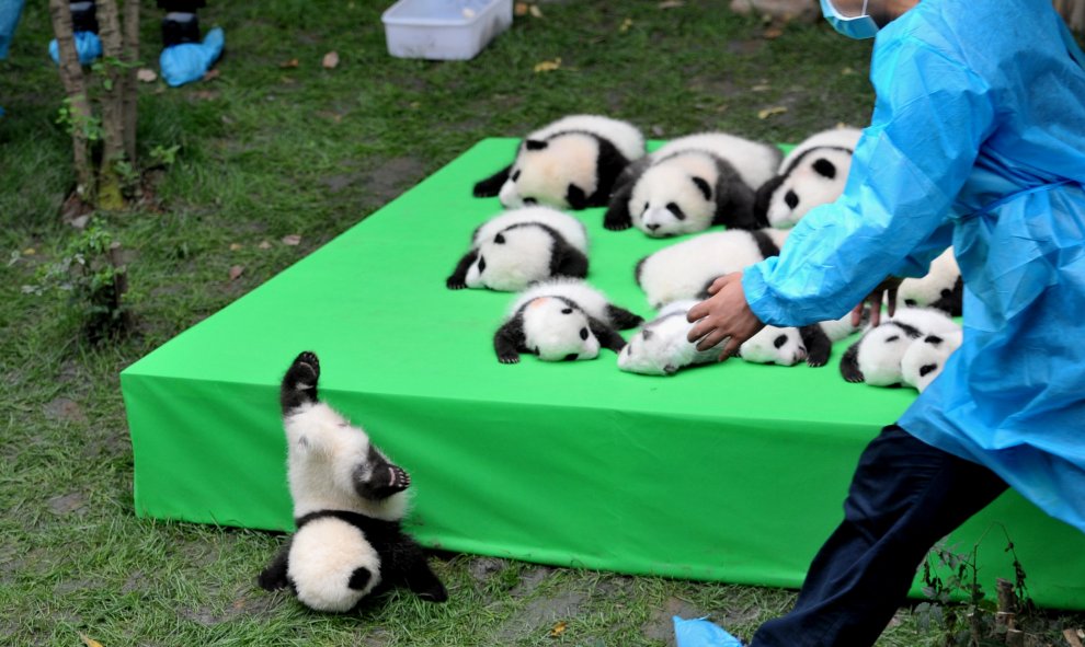 Un cachorro de panda gigante se cae del escenario en la Base de Investigación  de crianza de pandas gigantes de Chengdu, provincia de Sichuan, China. China Daily / vía REUTERS