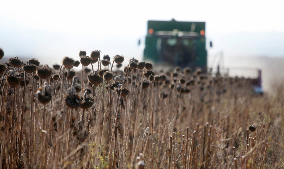 Una máquina cosechadora trabaja durante la temporada de recolección del girasol en el pueblo de Kalinovskoye en la región de Stavropol, Rusia. REUTERS / Eduard Korniyenko