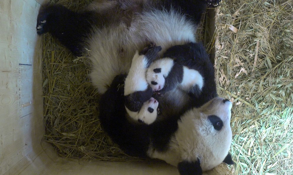 El panda gigante Yang Yang y sus cachorros gemelos nacidos en agosto viven en el Zoo de Schönbrunn en Viena, Austria. Schönbrunn Zoo / Handout través REUTERS