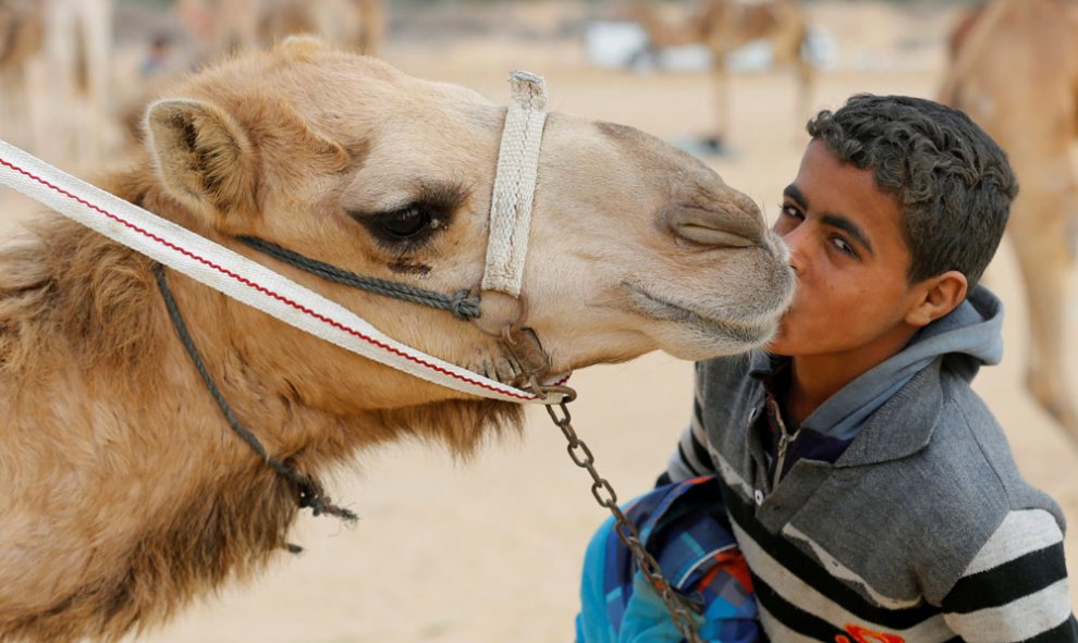 Ayman, un jinete de 11 años, besa a su camello en la linea de salida durante el festival internacional de carreras de camellos en el desierto en Ismailia, Egipto. REUTERS