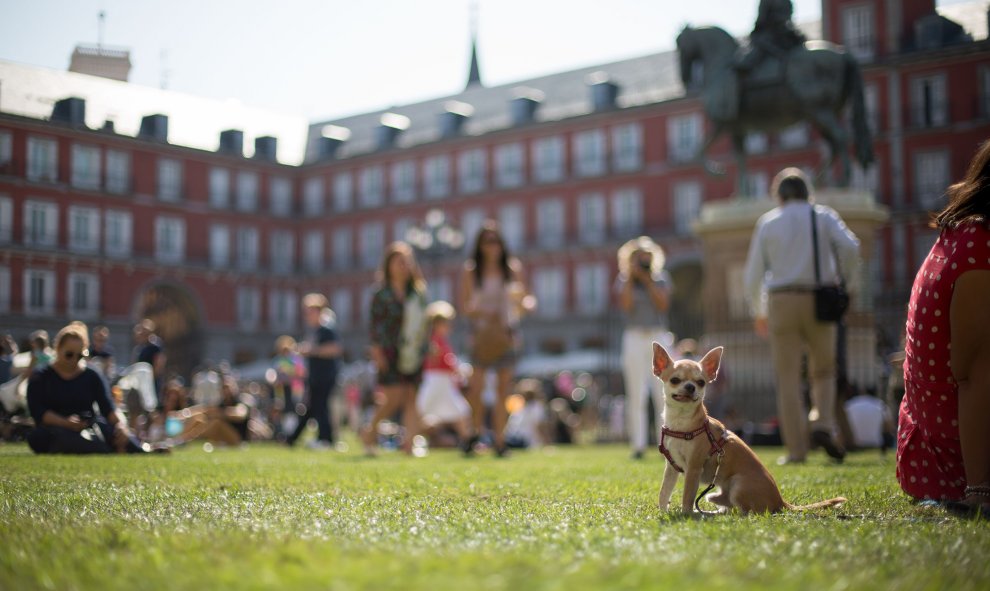 La gente se sienta y toma el sol en el césped de la Plaza Mayor. / C.G