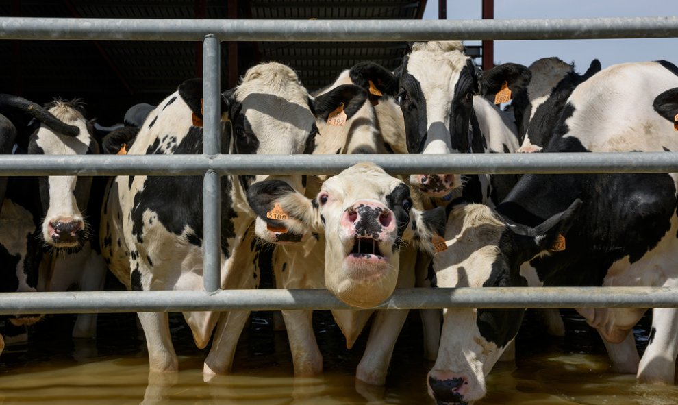 Animales atrapados y abandonados en granjas de Remolinos y Villafranca del Ebro, (Zaragoza) durante las riadas por el desbordamiento del río Ebro. AITOR GARMENDIA (TRAS LOS MUROS)