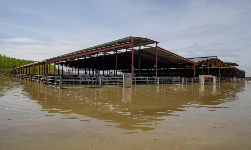 Animales atrapados y abandonados en granjas de Remolinos y Villafranca del Ebro, (Zaragoza) durante las riadas por el desbordamiento del río Ebro. AITOR GARMENDIA (TRAS LOS MUROS)