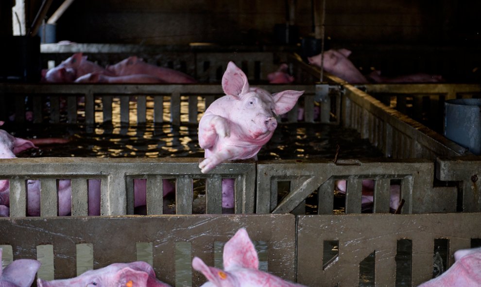 Animales atrapados y abandonados en granjas de Remolinos y Villafranca del Ebro, (Zaragoza) durante las riadas por el desbordamiento del río Ebro. AITOR GARMENDIA (TRAS LOS MUROS)