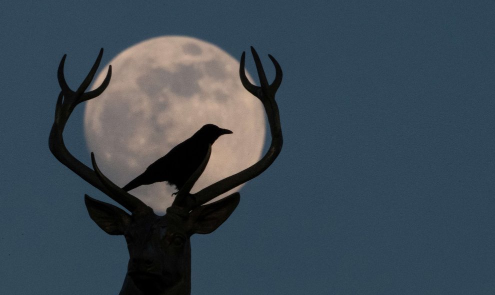 Un cuervo se sienta sobre la escultura de venado de Ludwig Habich en el techo de la casa de arte de Stuttgart | AFP/ Sebastian Gollnow