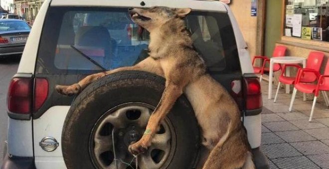 El lobo amarrado a la rueda trasera del todoterreno de los guardas del Principado.