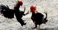 Pelea de gallos. EFE