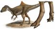 Reconstrucción del dinosaurio Pepito y detalle de sus patas posteriores similares a las de una gallina. /RAUL MARTÍN/UAM