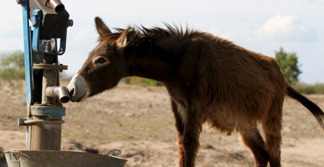 Un burro busca de agua a un pozo seco en una zona rural de Masvingo, al sureste de Zimbabue. REUTERS/Philimon Bulawayo