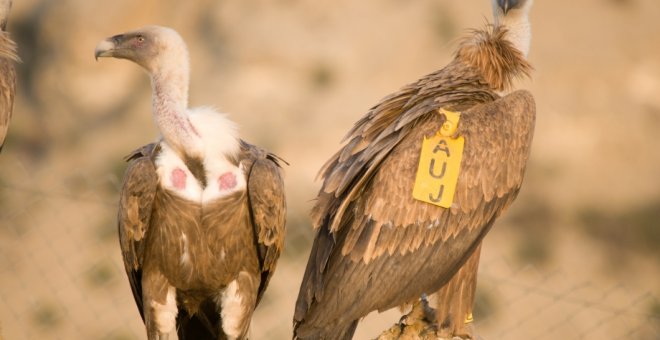 Más de 5.000 parejas reproductoras de buitre leonado, que suponen el 15% de las existentes en Europa, nidifica en Aragón/ARAGONHOY.NET