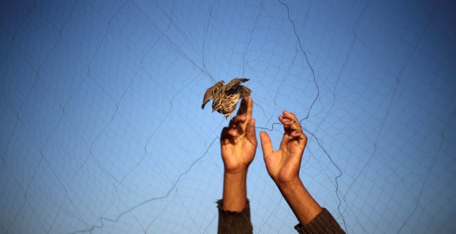 Un hombre suelta una codorniz atrapada en una valla, en la playa de Jan Yunis, en el sur de la Franja de Gaza. REUTERS/Ibraheem Abu Mustafa