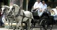 Los caballos de los coches para turistas en Sevilla llegan a estar hasta trece horas de trabajo bajo el sol bajo temperaturas de hasta 45 grados. / EFE