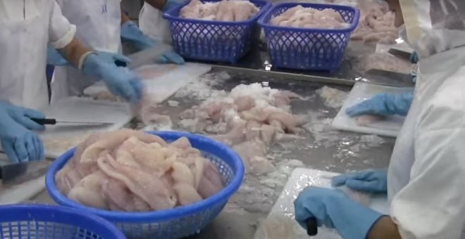 Trabajadores preparan filetes de panga.- EFE