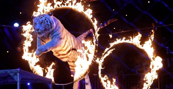 Un tigre en un espectáculo de circo. EFE