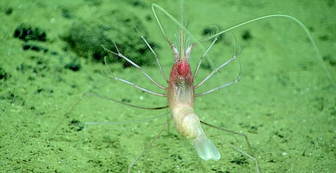 El crustáceo 'Bathystylodactylus bathyalis' captado a casi 5.000 metros de profundidad en el archipiélago de las Marianas. / Mary Wicksten