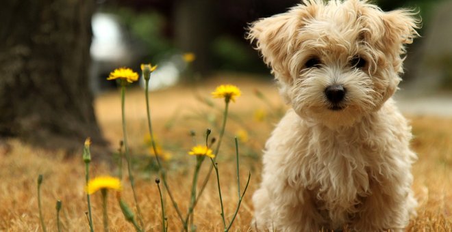 Los promotores dicen que que otros ámbitos del ordenamiento jurídico español ya se han actualizado para dejar de considerar a los animales domésticos como cosas.