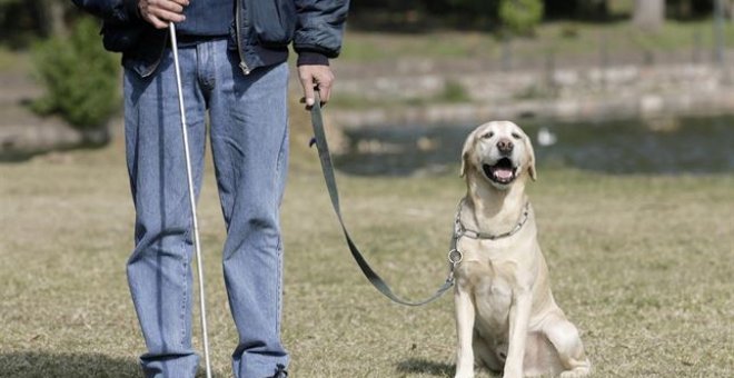 Los promotores dicen que que otros ámbitos del ordenamiento jurídico español ya se han actualizado para dejar de considerar a los animales domésticos como cosas