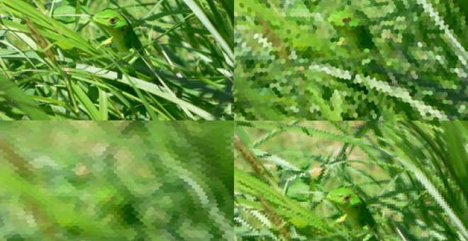 Lagarto (arriba a la izquierda) visto por una abeja a 20 centímetros (abajo a la izquierda) y una libélula a 40 cm (arriba a la derecha) o a 20 cm (abajo a la derecha). / Fundación Descubre