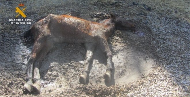 Foto de la Guardia Civil de la Yegua muerta en una finca de Echauri. E.P.