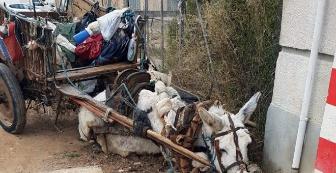 Estado del burro antes de que fuera rescatado.