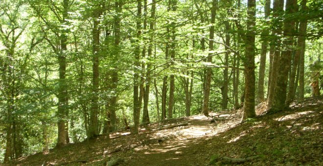 Más de 900 millones de metros cúbicos de madera se queman anualmente en el planeta.