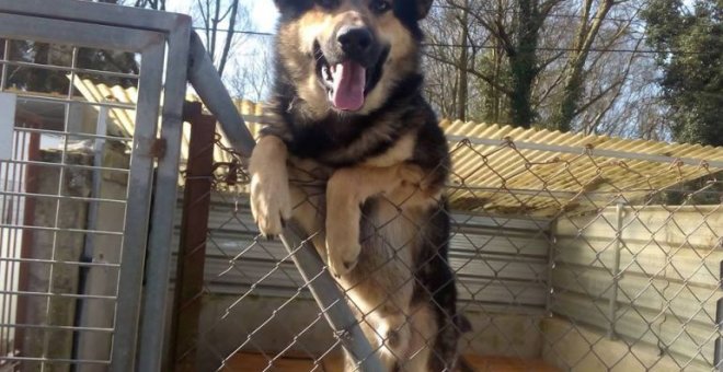 Un perro de la Sociedad Protectora de Animales de Lugo