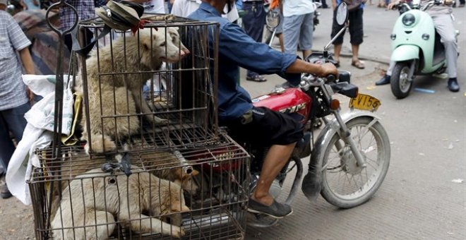 La norma también prohibe que los ciudadanos que se desplacen en vehículos de motor puedan llevar atados animales domésticos.KIM KYUNG HOON / REUTERS