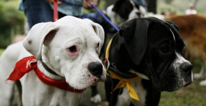 Otros países firmantes del Convenio introdujeron una excepción para poder amputar los rabos de los animales, como quería el PP. EFE