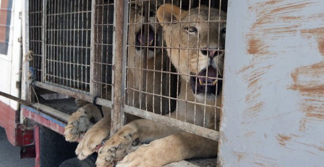 Los dos jóvenes leones entregados a la Fundación Internacional AAP Primadomus. EFE