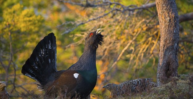 Muerte un macho urogallo en Huesca tras ser acosado por turistas con cámaras / EFE