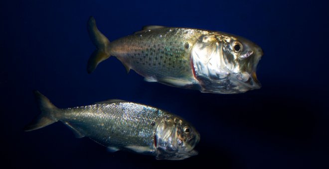 El ADN del arenque Atlantic menhaden se ha encontrado en todas las muestras de agua tomadas en Nueva York./ ENCYCLOPEDIA OF LIFE