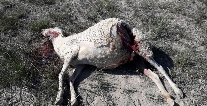 Los ganaderos calculan que unas 300 ovejas han muerto en Los Monegros desde marzo por ataques de lobos.