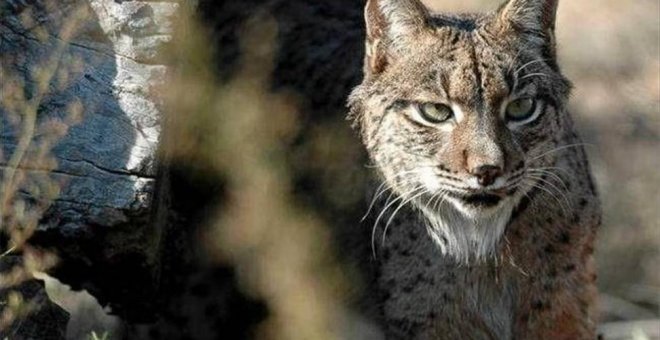 Lince ibérico de Doñana /EUROPA PRESS