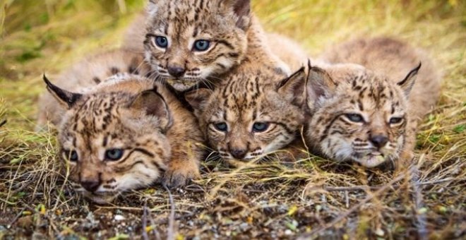 Linces ibéricos de Doñana /EUROPA PRESS