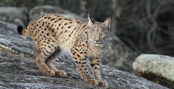 Un ejemplar de lince ibérico. MANUEL MORAL CASTRO (Iberlince)