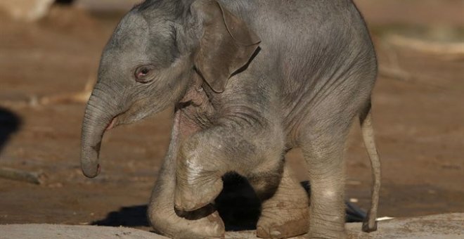 Elefante asiático (Elephas maximus) /EUROPA PRESS