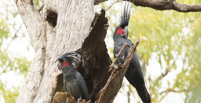 Dos machos de cacatúa enlutada sosteniendo sus peculiares baquetas de madera. / C. Zdenek