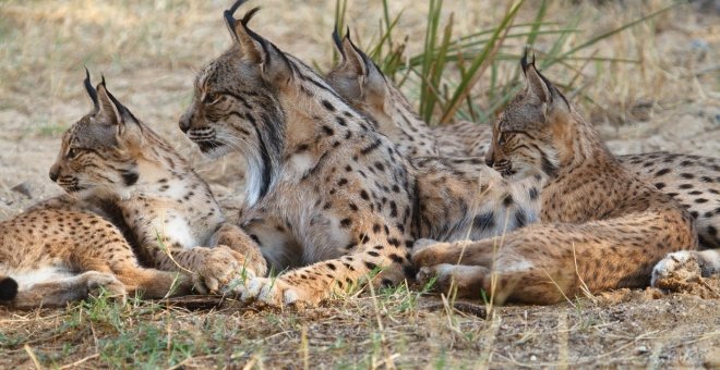 Varios ejemplares de lince ibérico. MAPAMA