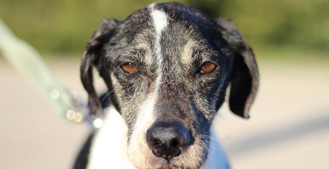 Esperanza, la perrita rescatada de 'El Corralet' / EL REFUGIO