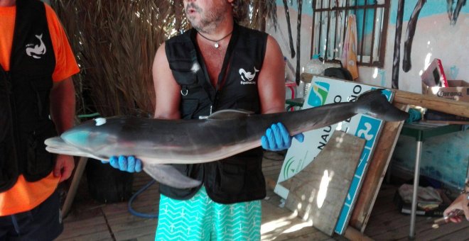 Un miembro de la asociación almeriense Equinac sostiene la cría de delfín varada en una playa de Mojácar (Almería)