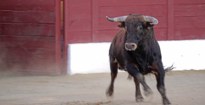 Fotograma del documental 'Tauromaquia' de PACMA.