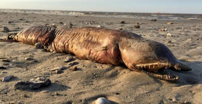 La rara criatura que el huracán Harvey sacó del mar, en Texas.- TWITTER