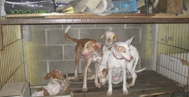 Algunos de los perros rescatados por la Policía. POLICÍA LOCAL DE FUENLABRADA