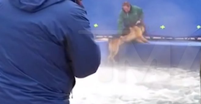 Imágenes del rodaje de la película 'A Dog's purpose' en la que se aprecia maltrato a un pastor alemán que se resiste a ser arrojado a aguas bravas. PÚBLICO/TMZ