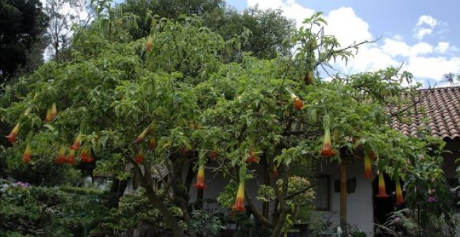 La planta de la burundanga. EFE