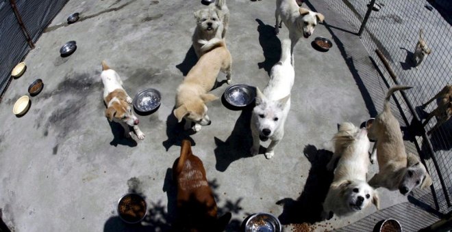 Perros y gatos sin dueño en un centro. EFE