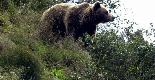 Un ejemplar de oso pardo.- EFE