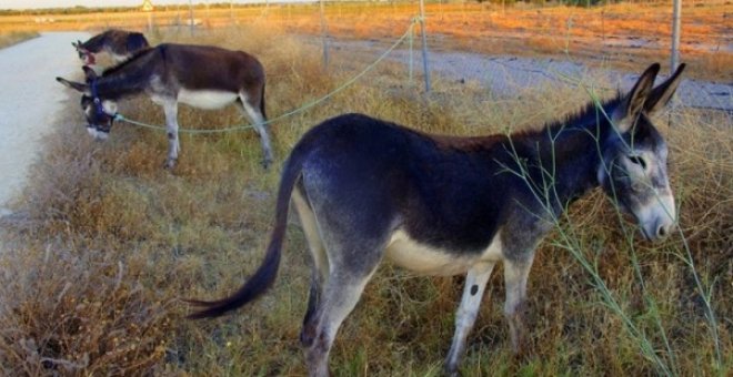 Imagen de archivo de de burros. /EFE