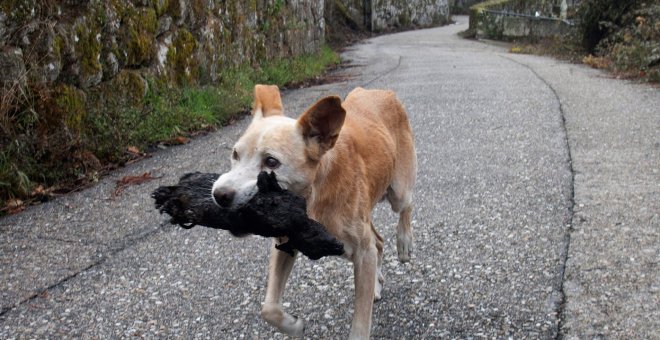 Ordenan el decomiso de un perro maltratado para su cuidado por una protectora de Lugo. EFE/Archivo