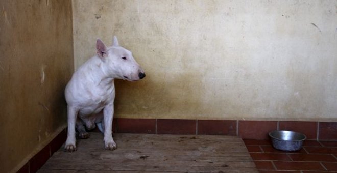 Un bull terrier, raza que ha atacado al niño.